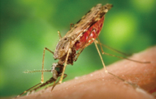 Mosquito