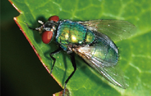 Fly