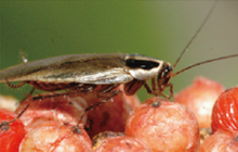 Cockroach