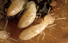 Termite