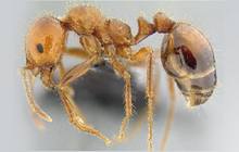 Solenopsis invicta
