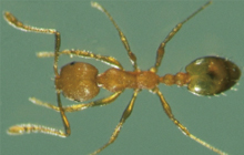 Ant
