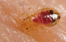 Bed bugs