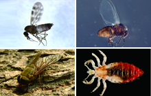 Insect bites