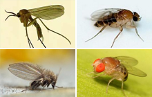 Small household insects