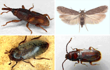 Stored Grain Pests