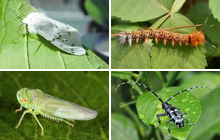 Forest Pests