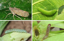 Agricultural pests