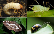 Lawn Pests